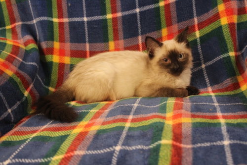 Photo 2 of Harriet
