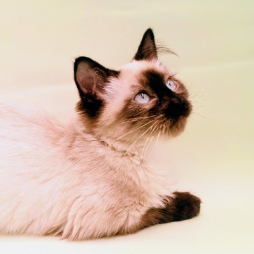 Harriet, Ragdoll / Siamese / Mixed