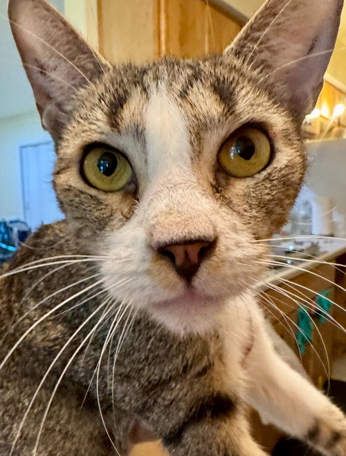 Frankie