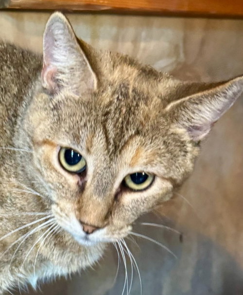 Patches Tabby