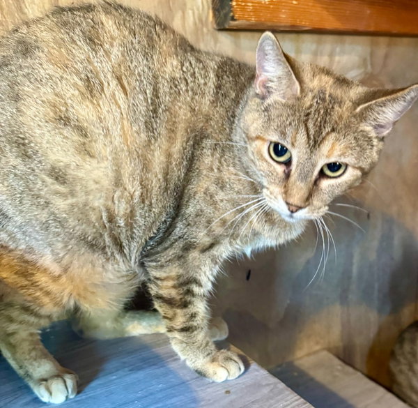 Patches Tabby
