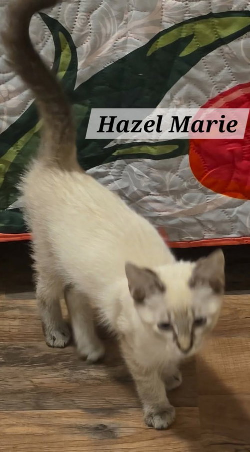 Hazel Marie photo 3