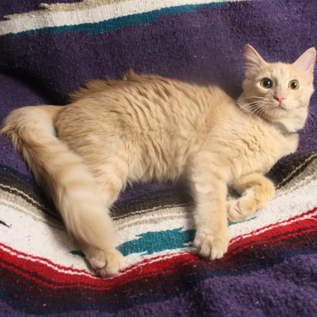 Dewey - Domestic Long Hair