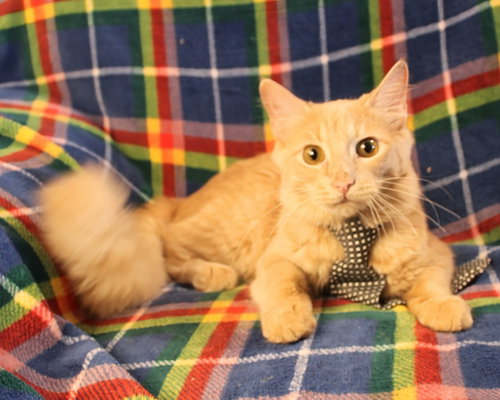 Dewey, a cat for adoption from Siamese Oriental Snowshoe Cat Rescue and Rehoming