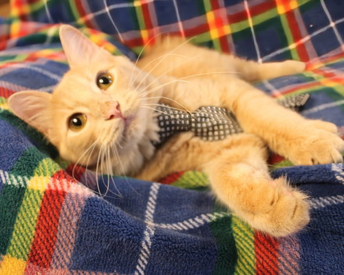 Photo 2 of Dewey