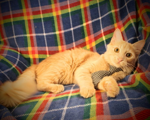 Photo 4 of Dewey
