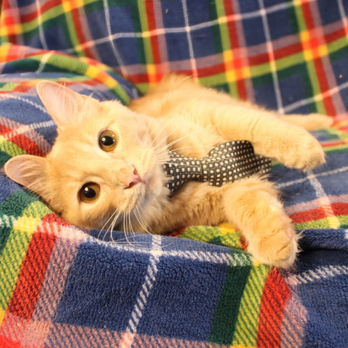 Dewey, Domestic Long Hair / Mixed