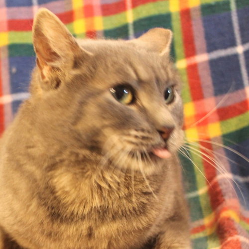 Misty, a cat for adoption from Siamese Oriental Snowshoe Cat Rescue and Rehoming