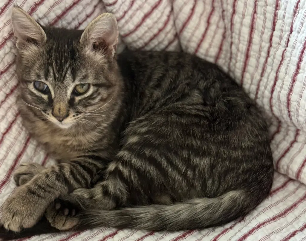 Spangled Aka Cheesy Gordito - Domestic Short Hair