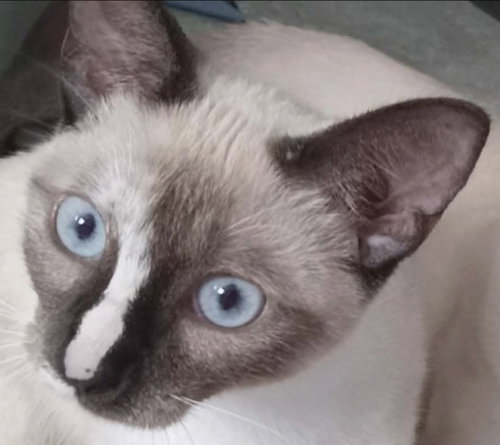 Miko