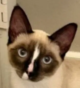 Parker  Legs White - Siamese