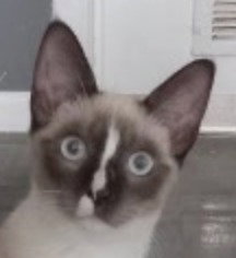 Mimi