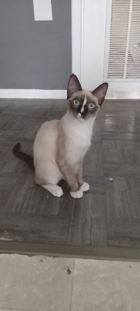 Mimi photo 3