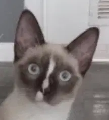 Piper - Siamese