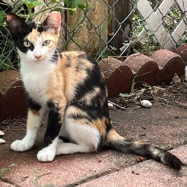 Mcnaughton - Domestic Short Hair