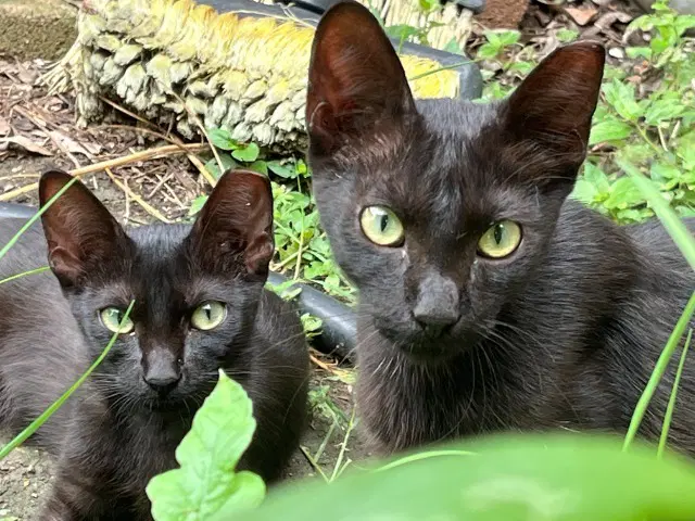 Mcnaughton-Twins - Domestic Short Hair