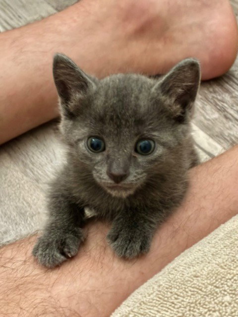 Pedro