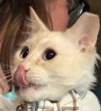 Bass