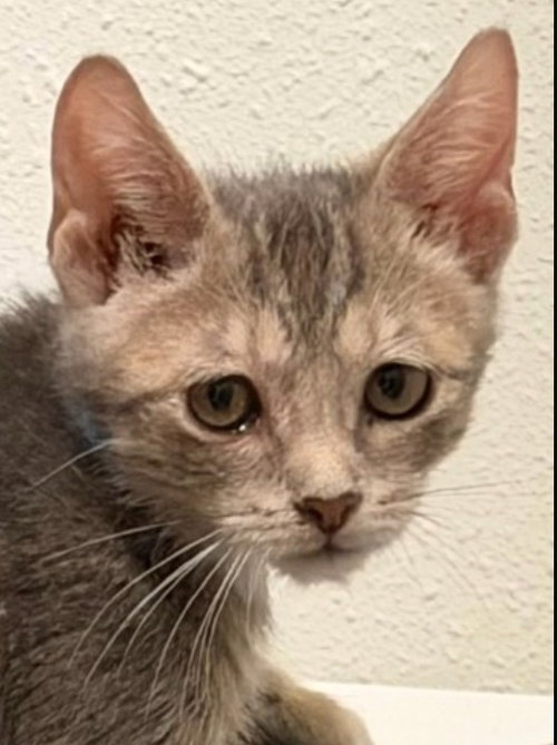 Ajax, a cat for adoption from Siamese Oriental Snowshoe Cat Rescue and Rehoming