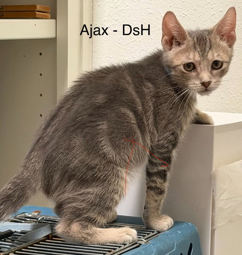 Photo 4 of Ajax