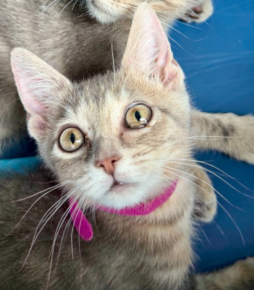Enid, a cat for adoption from Siamese Oriental Snowshoe Cat Rescue and Rehoming
