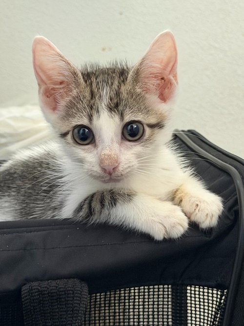 Momo, a cat for adoption from Siamese Oriental Snowshoe Cat Rescue and Rehoming