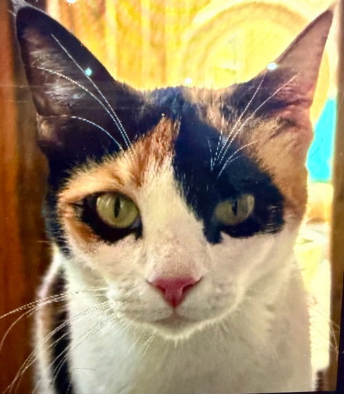 Paprika, a cat for adoption from Siamese Oriental Snowshoe Cat Rescue and Rehoming