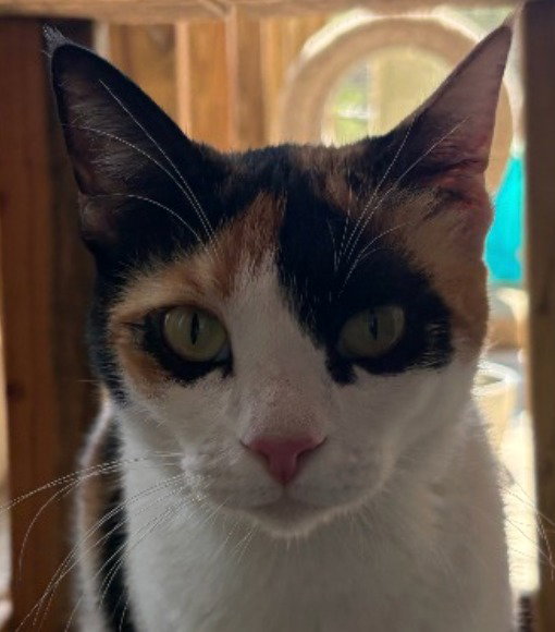Paprika, photo 2