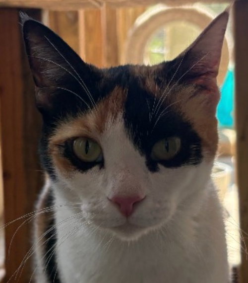 Photo 2 of Paprika