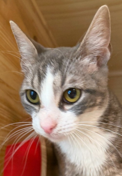 Jett, a cat for adoption from Siamese Oriental Snowshoe Cat Rescue and Rehoming