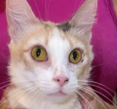 Carlita - Calico