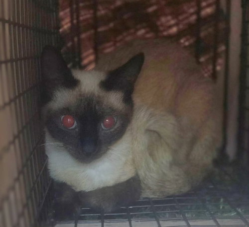 Jazz, a cat for adoption from Siamese Oriental Snowshoe Cat Rescue and Rehoming