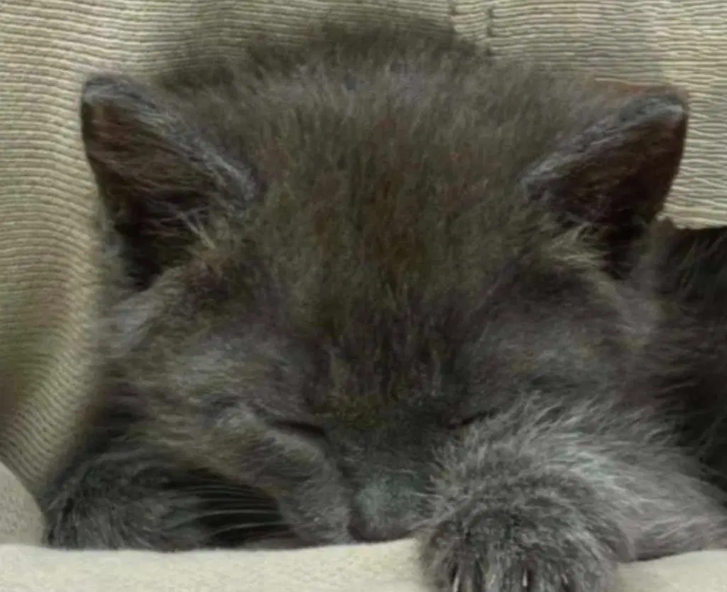 Little Boy Blue - Russian Blue