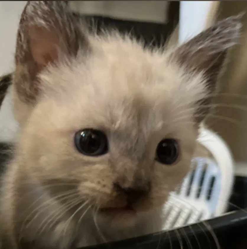 Seal Point - Siamese
