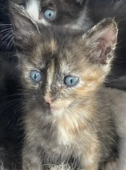 Tortilla - Domestic Short Hair