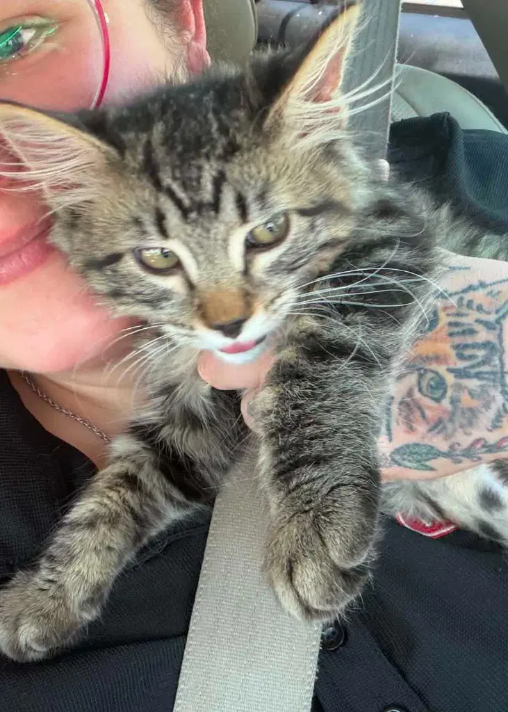 Raquel - Domestic Short Hair
