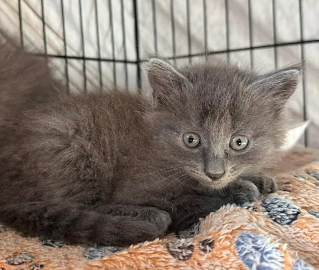 Kittens - Russian Blue
