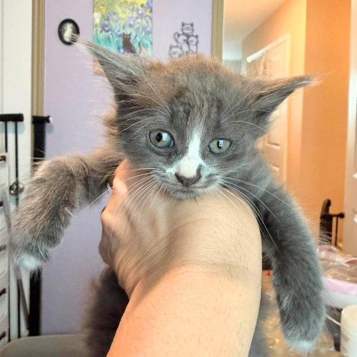 Iris grey (hcal Iris2), a cat for adoption from Siamese Oriental Snowshoe Cat Rescue and Rehoming