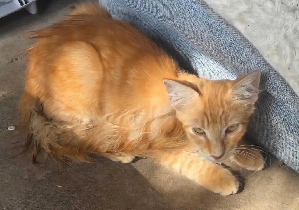 Simba