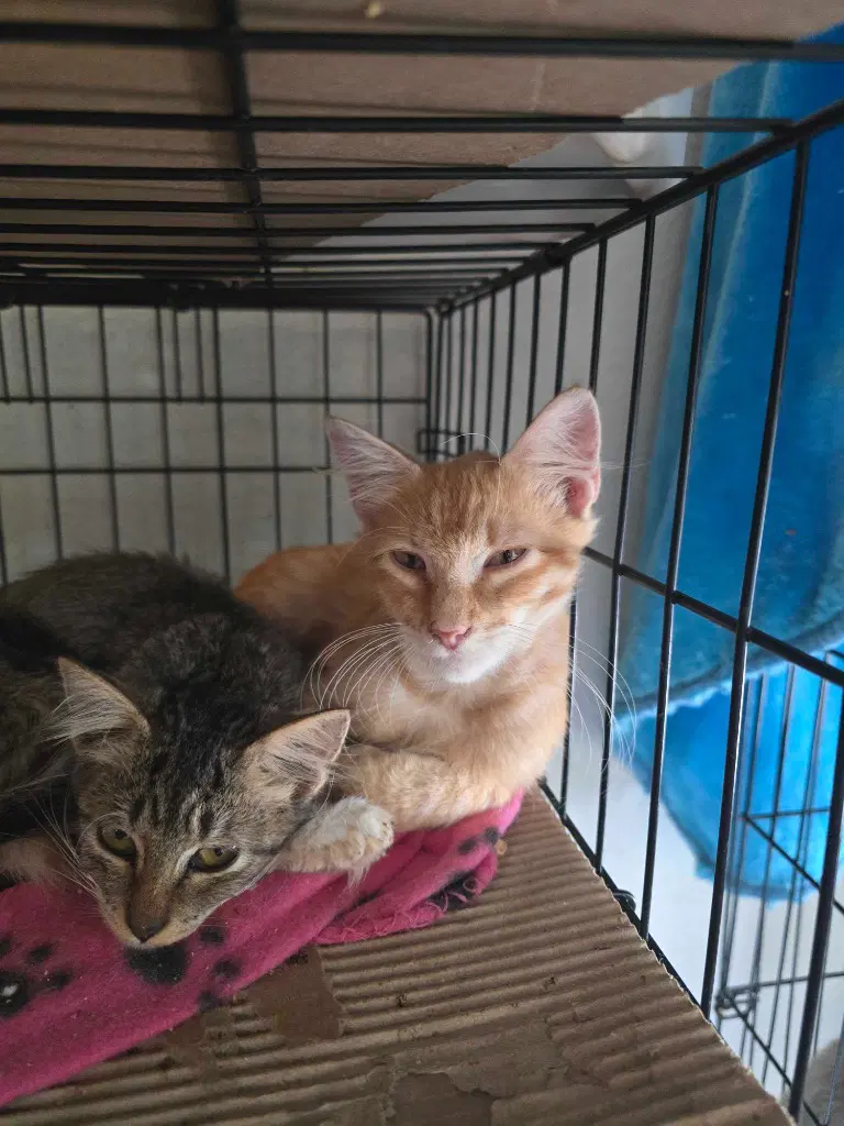 Simba image 2