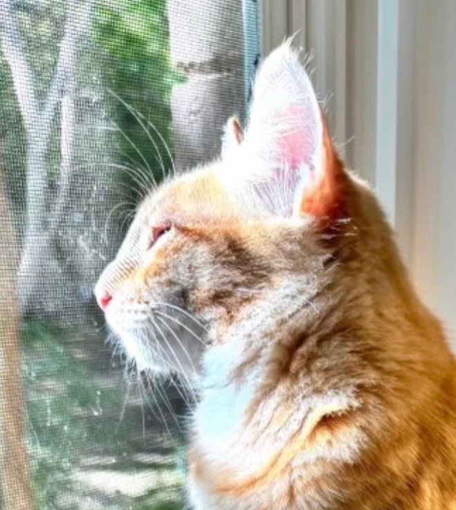 Simba “A Little Lion Learning to Trust”