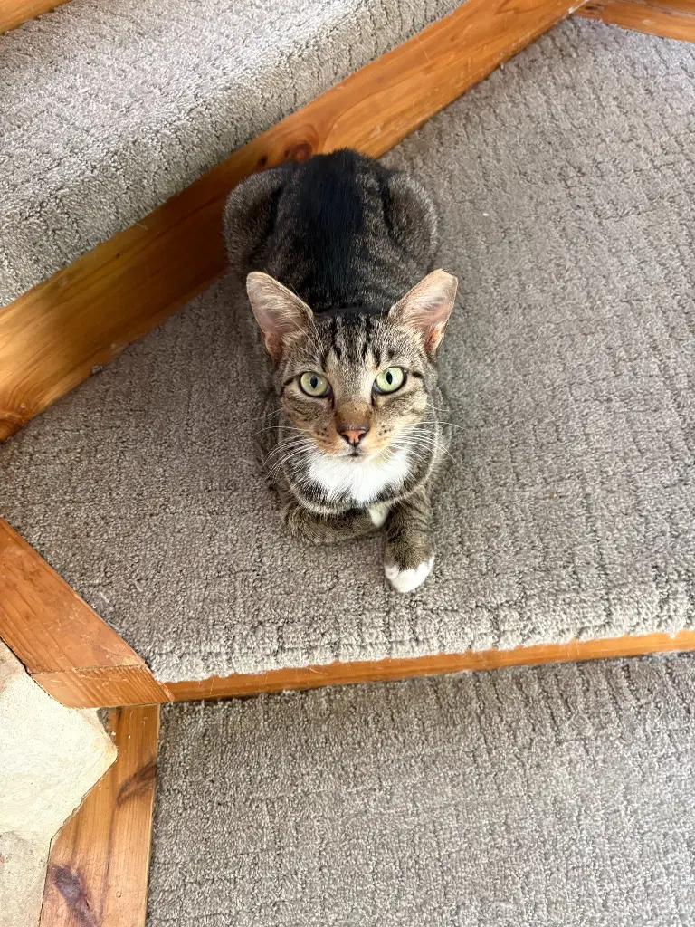 Sir Winston image 3