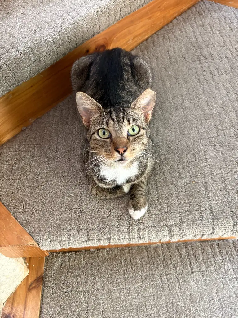 Sir Winston image 4