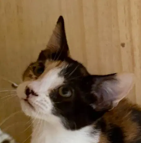 Brie image 1