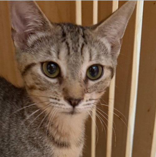 Tamale, a cat for adoption from Siamese Oriental Snowshoe Cat Rescue and Rehoming