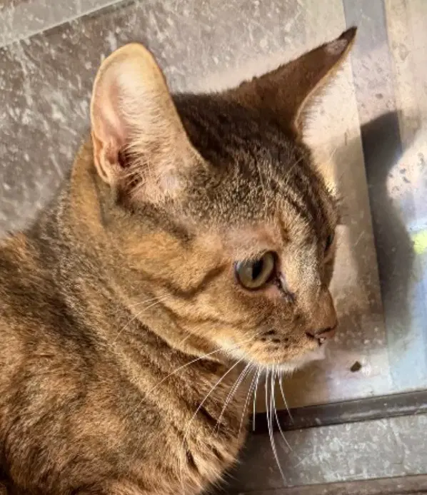 Cleo - Domestic Short Hair