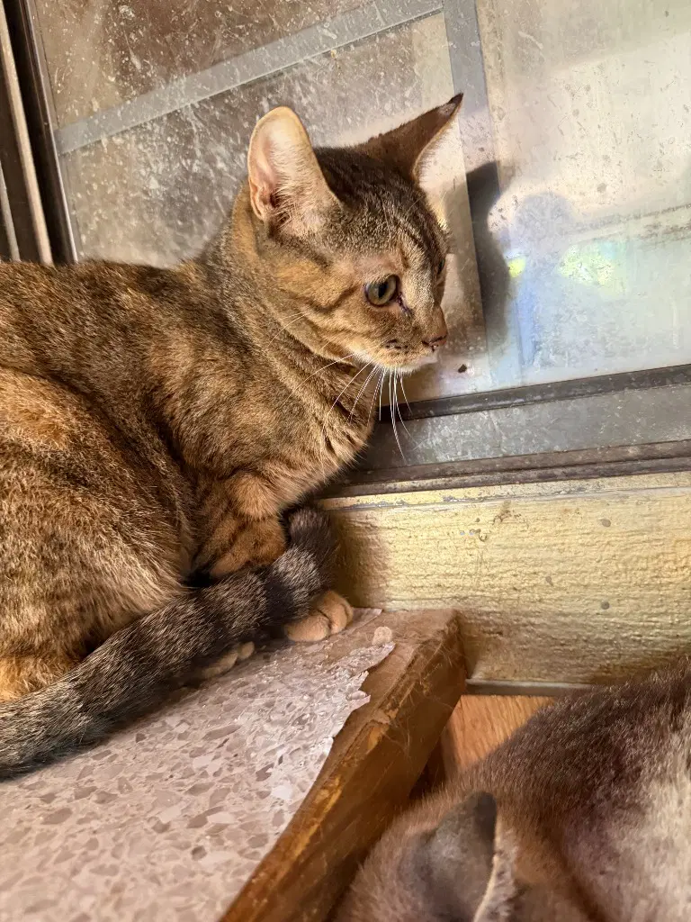Cleo image 2