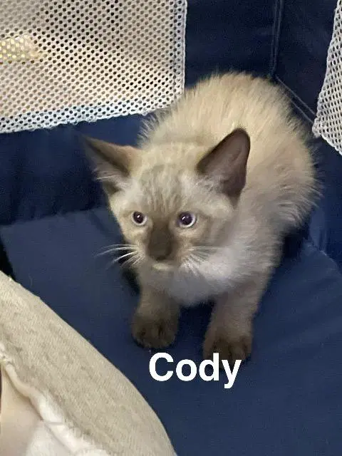 Cody image 1