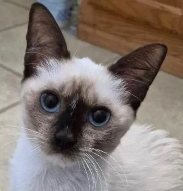 Grace - Siamese
