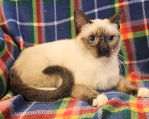 Grace, a cat for adoption from Siamese Oriental Snowshoe Cat Rescue and Rehoming